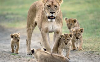 Картинка львы, львица, львята, материнство