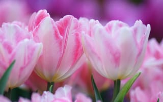 Картинка тюльпаны, розовый, нежность