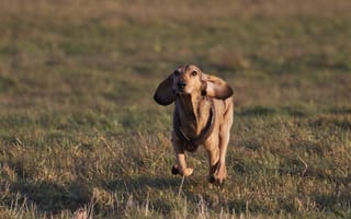 Картинка собака, трава, настроение, поле, бег