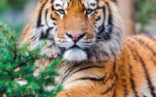 Картинка тигры, хищник, взгляд