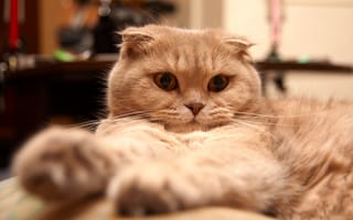 Картинка кошка, скоттиш-фолд, шотландский, вислоухий
