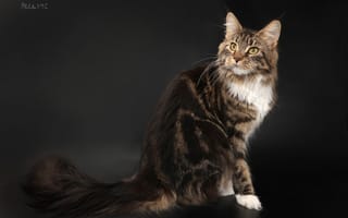 Картинка кошка, мейн-кун