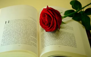 Картинка розы, строки, страницы, цветок, книга