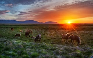 Картинка лошадь, исландия, iceland, жеребята, закат, пейзаж