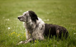 Картинка трава, собака, лето