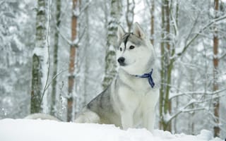Картинка собака, хаск, зима