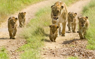 Картинка львы, львята, малыши, львица, семья