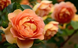 Картинка розы, оранжевый, лепестки