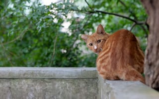 Картинка кошка, взгляд, балкон