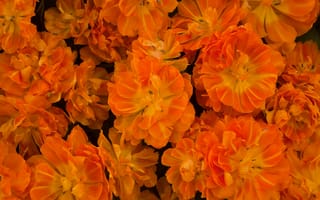 Картинка тюльпаны, лепестки, оранжевый
