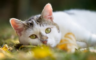 Картинка кошка, осень, отдых, взгляд