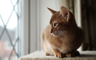 Картинка кошка, абиссинская