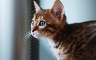 Картинка кошка, бенгальская
