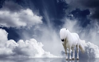 Обои лошадь, облака, отражение, грива, конь