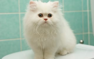 Картинка кошка, белый, перс, пушистый, котёнок