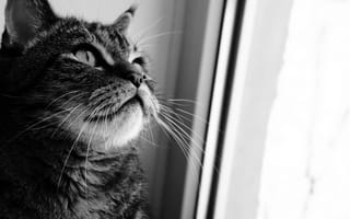 Картинка кошка, серый, полосатый, окно