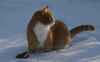 Картинка кошка, искры, снег, пушистик, рыжая