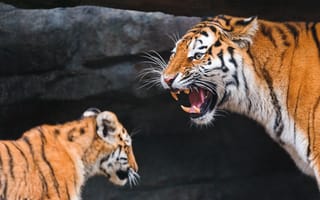 Картинка тигры, тигр, дикая, кошка, тигренок, детеныш