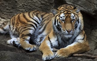 Картинка тигры, отдых, хищник