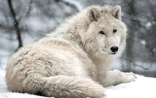 Картинка животные, волки, красавец, арктический, белый