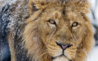 Картинка львы, снег, взгляд