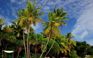 Картинка природа, тропики, отдых, пальмы, пляж