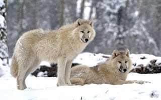 Обои животные, волки, пара, снег