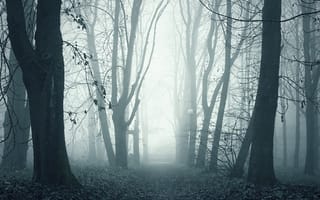 Картинка 2160x1920, foggy woods, лес, туманные