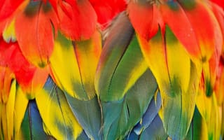 Картинка scarlett macaw, scarlet macaw, абстрактные, красочные, птицы, перья, попугай
