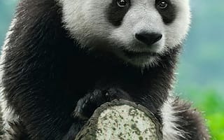 Картинка панда, медведи