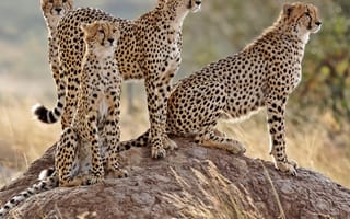 Картинка spotted, животные, кошки, дикие, джунгли, гепард