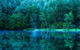 Картинка frost forest, дерево, лес, озеро, туман, мороз, сосна