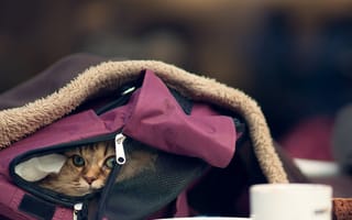 Картинка милые, кошки