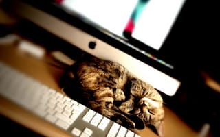 Картинка кошки, спящий