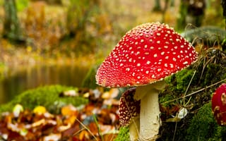 Картинка shroom, растения, грибы