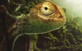 Картинка 3d, chamelon, rainforest, curious chameleon, забавные, 3д