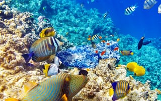 Картинка corals, reef, океан, рыба, подводные, морской
