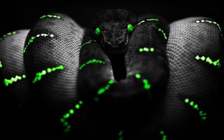 Картинка зеленые, животные, неоновые, змея