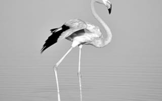Картинка flamingo, природа, животные, черно белые