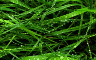 Картинка wet grass, трава, мокрые
