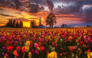 Картинка beogr, тюльпаны