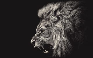 Картинка черные, природа, новый, король, глаза, джунгли