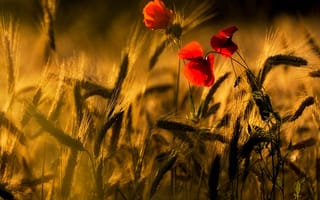 Картинка природа, маки