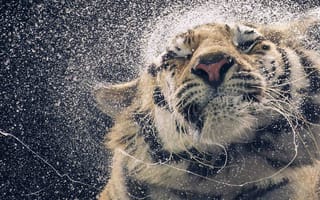 Картинка черные, темные, тигр