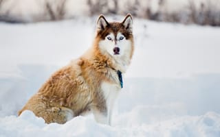 Картинка зима, снег, собаки, хаски