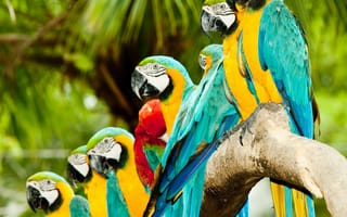 Картинка rain forest, дерево, лес, дождь, птицы, попугай, ветка