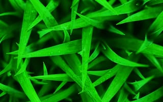 Картинка hd, зеленые, трава