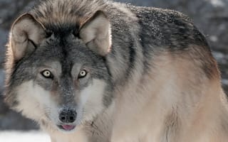 Картинка 45, 48, волк