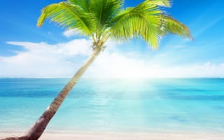 Картинка sunshine palm, море, пляж, солнце, лето, солнечный свет, пальмы