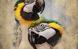 Картинка птицы, рисунки, попугаи